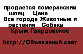 продается померанский шпиц  › Цена ­ 35 000 - Все города Животные и растения » Собаки   . Крым,Гвардейское